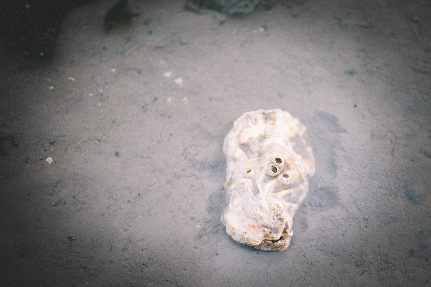 Wir-haben-auch-eine-Auster-bei-der-Wattwanderung-auf-Langeoog-entdeckt
